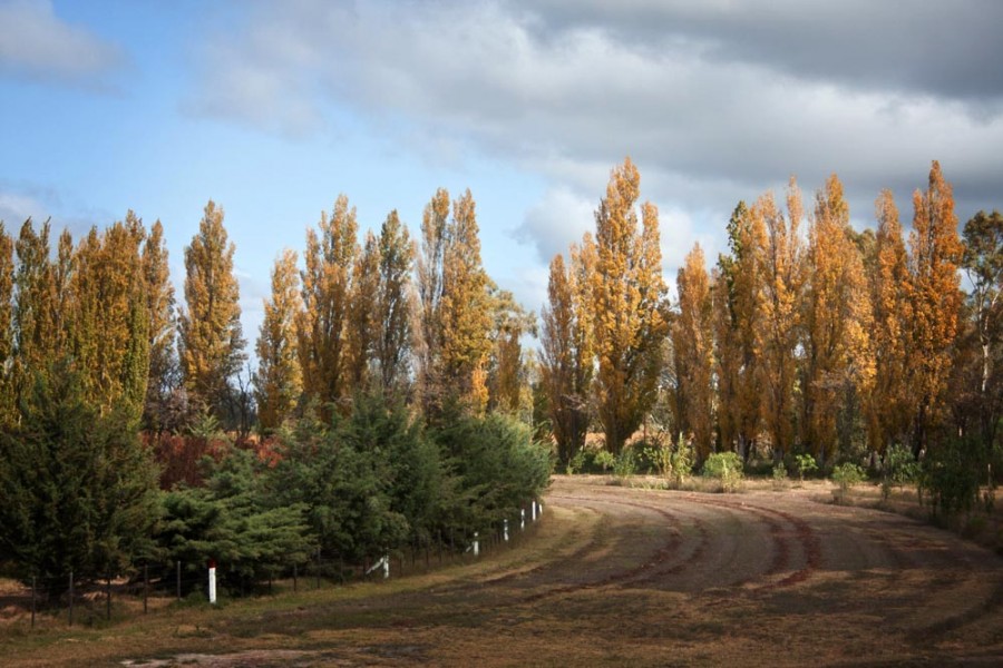 "Paisaje mendocino" de Edgardo Videla