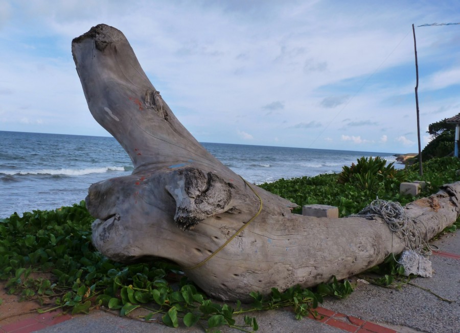 "Escultura natural" de Ovelio Prez