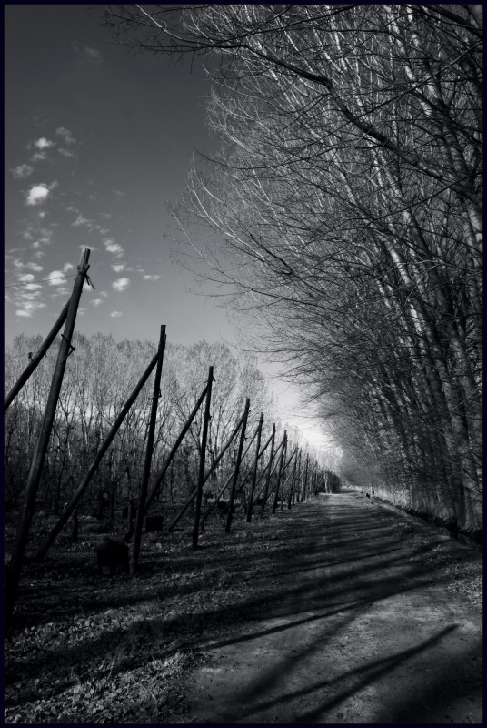 "Cortina para el viento." de Mara Alicia Sontag