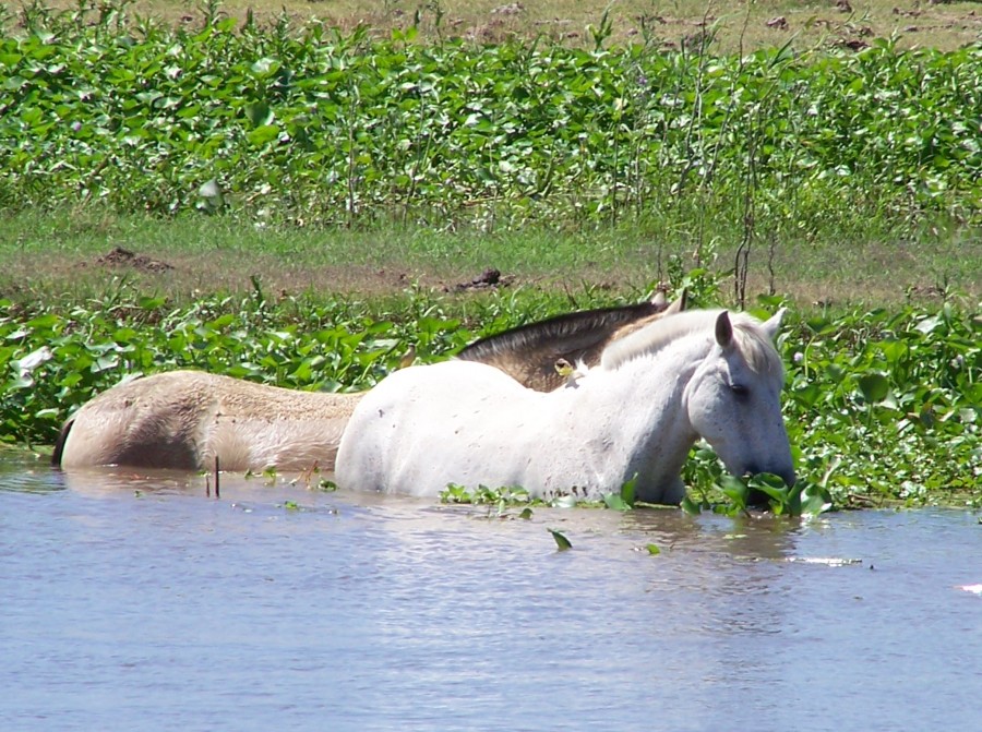 "refrescandose" de Eduardo Battaglini