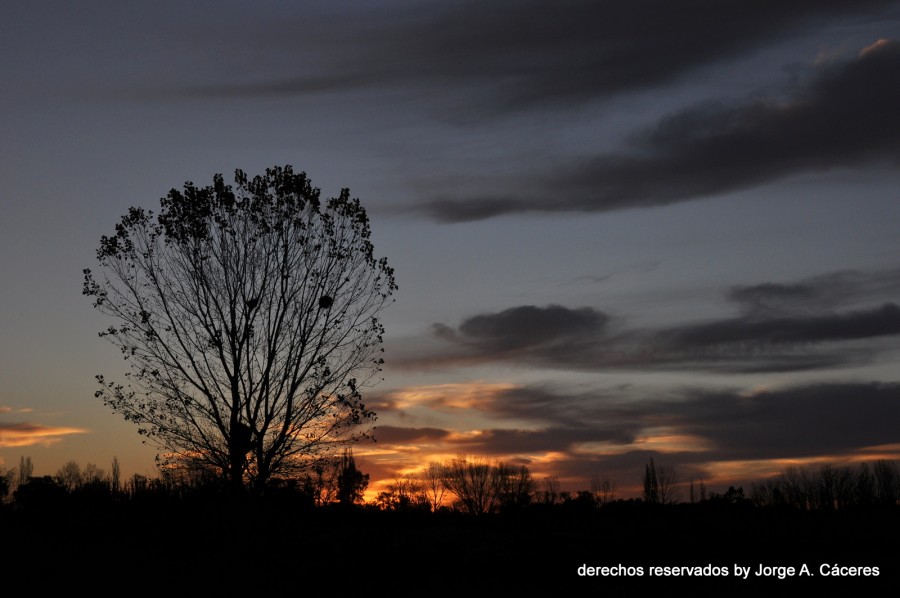 "208-05-11 -Tarde `" de Jorge A. Cceres