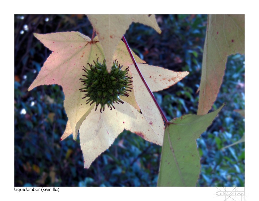 "Liquidambar - Semilla" de Silvia Corvaln