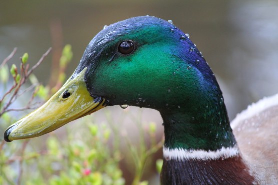 "Pato con gotas." de Magne Myhre