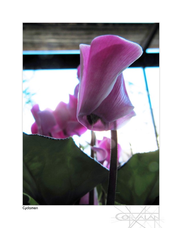 "Cyclamen" de Silvia Corvaln