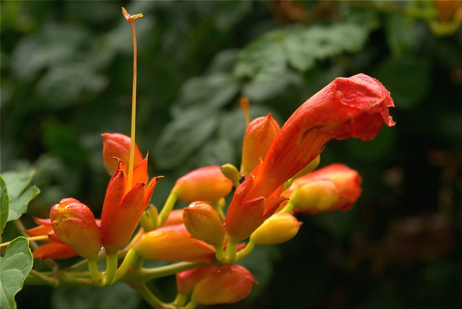 "Pimpollos de campanilla roja" de Solis Alba Iris