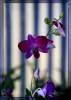 Una bella orquidea