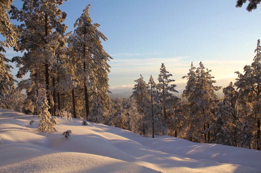 "Invierno en el monte - Enero 2011" de Magne Myhre