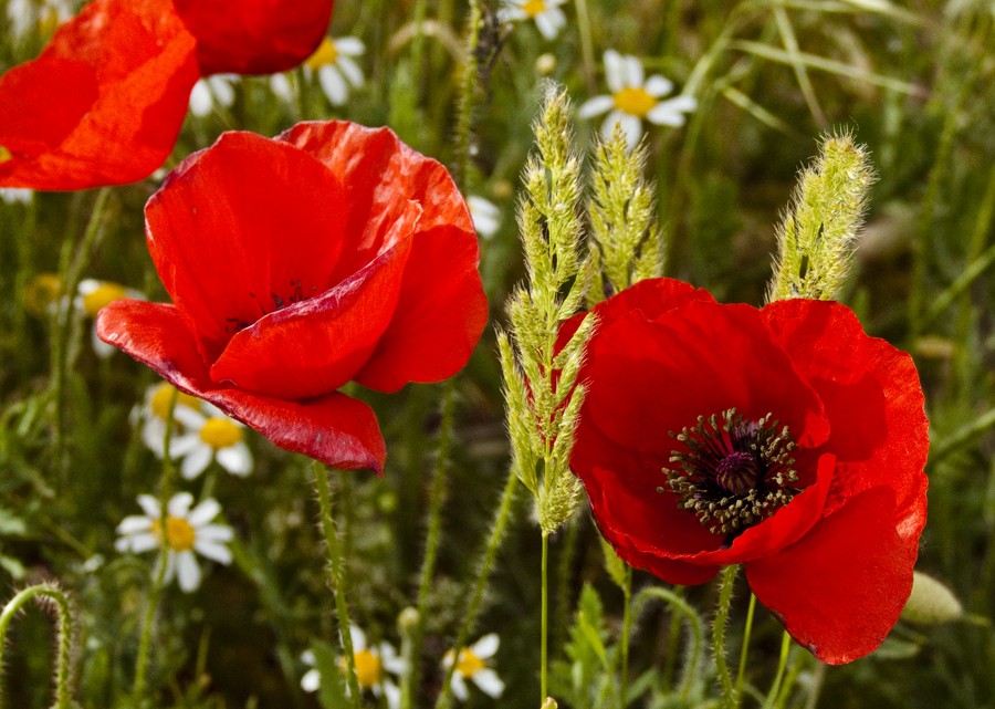 "Amapolas" de Eugenio Bonilla Calonge