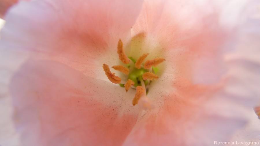 "Corazon de la Flor" de Florencia Lavagnino