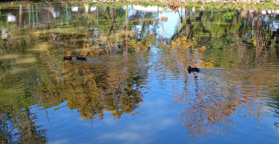 "Los Patitos" de Carlos Dichiara