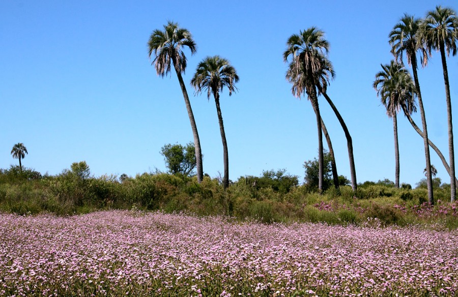 "palmar y flores del campo" de Edith Polverini