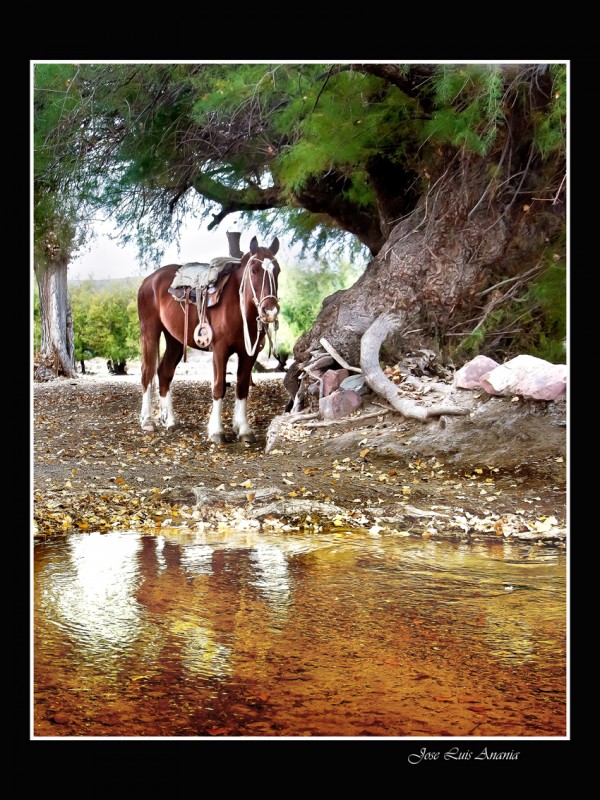 "caballo en el tamarisco" de Jose Luis Anania