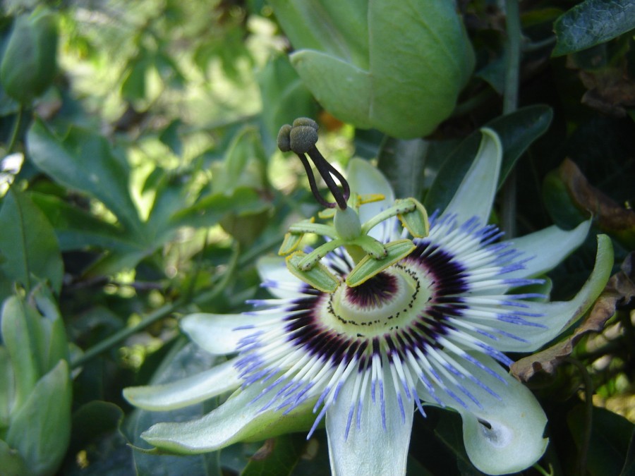 "Flor Argentina" de Roberto Velazquez