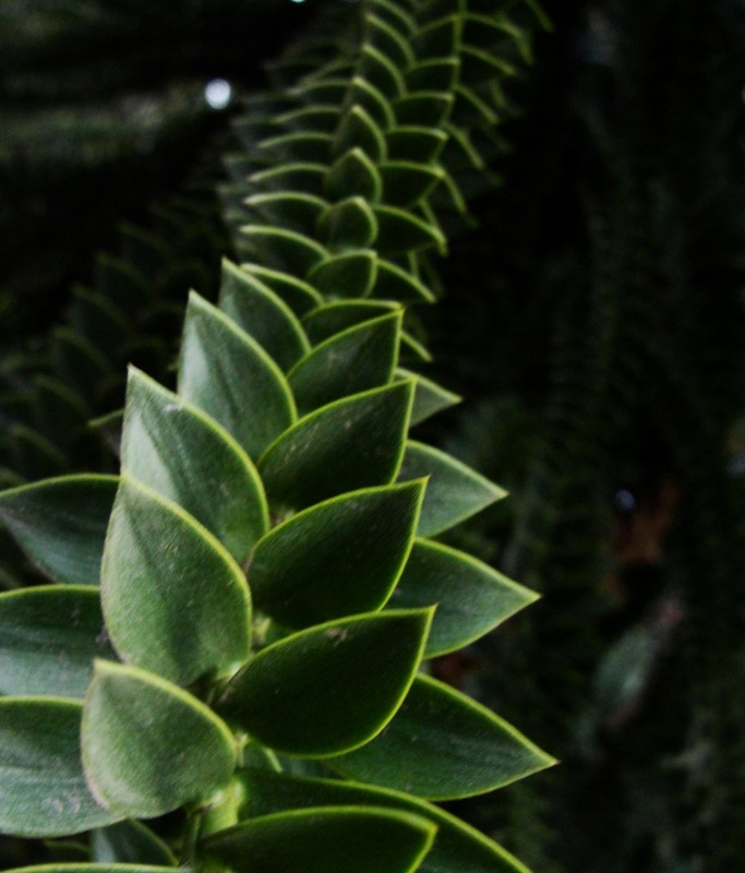 "Escalera verde" de Ricardo Lagrange