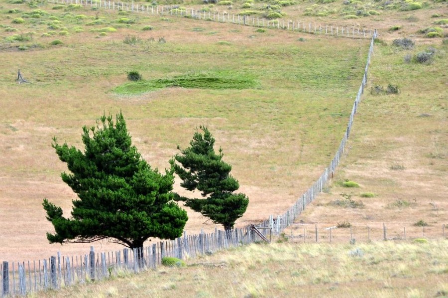 "Sin lmite para el viento" de Nestor Haisenreder