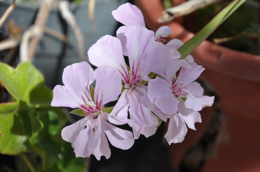 "flores del pedemonte mendocino" de Jose Alberto Vicente