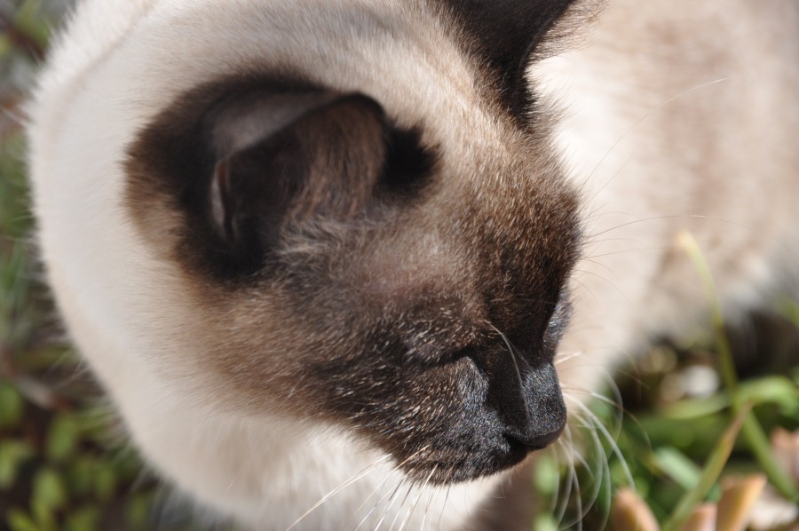 "gata siamesa" de Jose Alberto Vicente