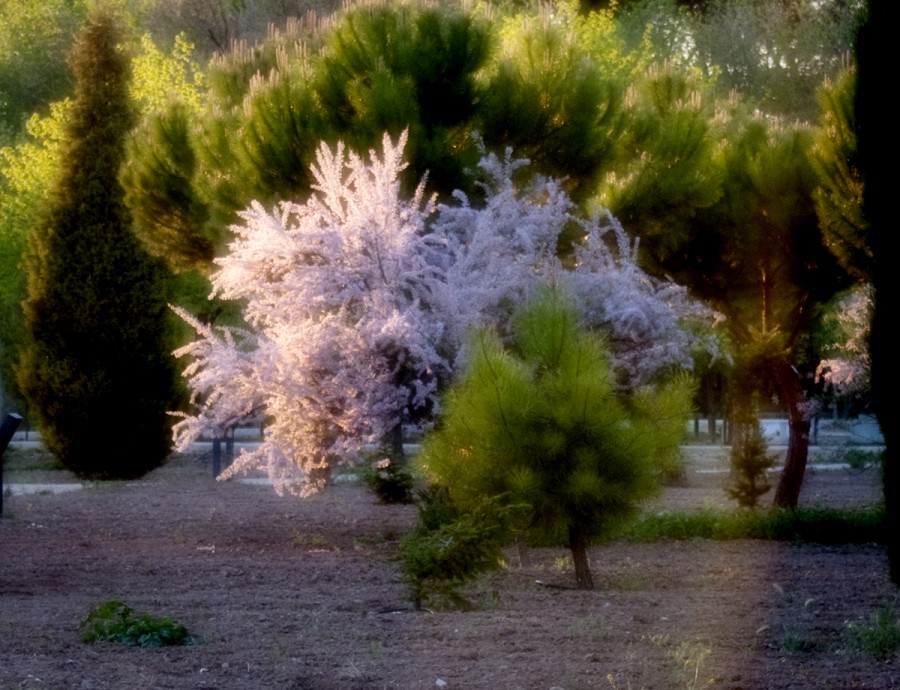 "Atardecer en el parque II" de Eugenio Bonilla Calonge