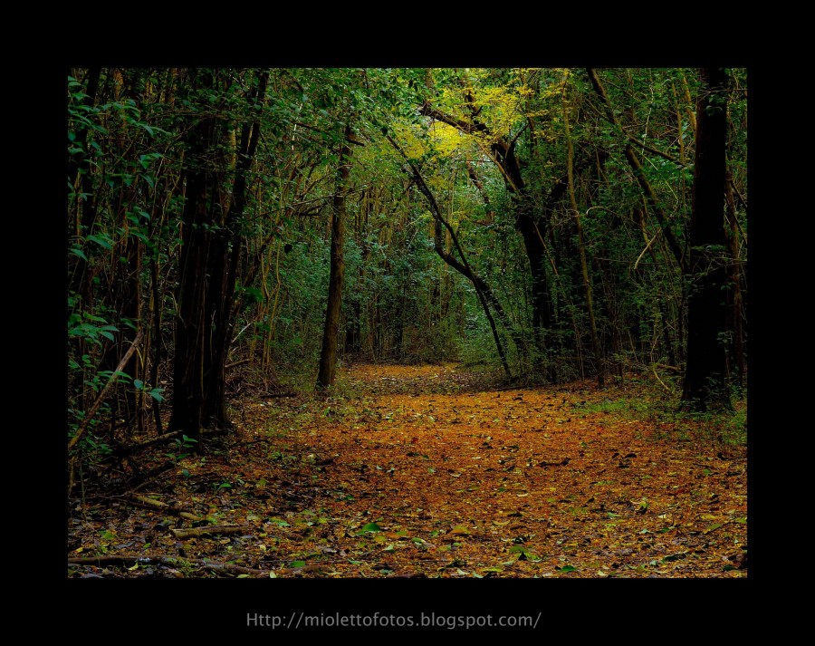 "El sendero." de Ramn Mioletto