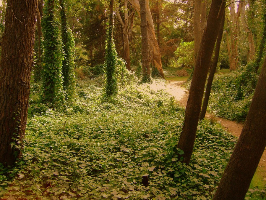 "Camino Haiku" de Guillermo Toso Stolbizer