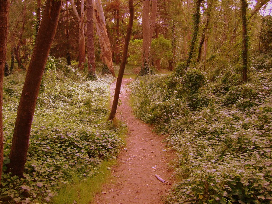 "Camino solitario" de Guillermo Toso Stolbizer