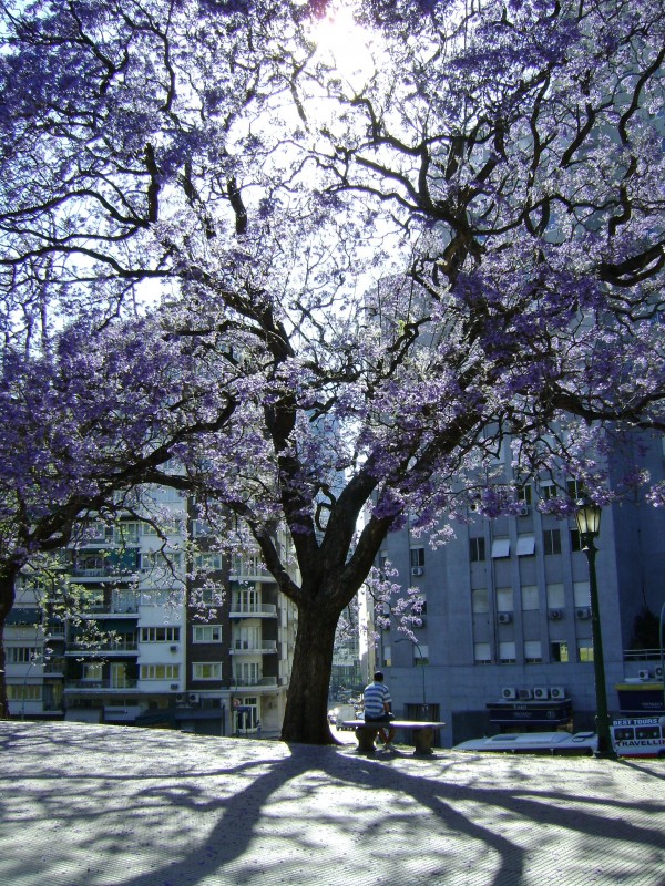 "Jacaranda" de Guillermo Toso Stolbizer