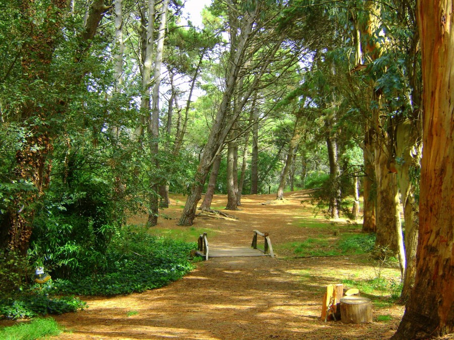 "Bosque" de Guillermo Toso Stolbizer