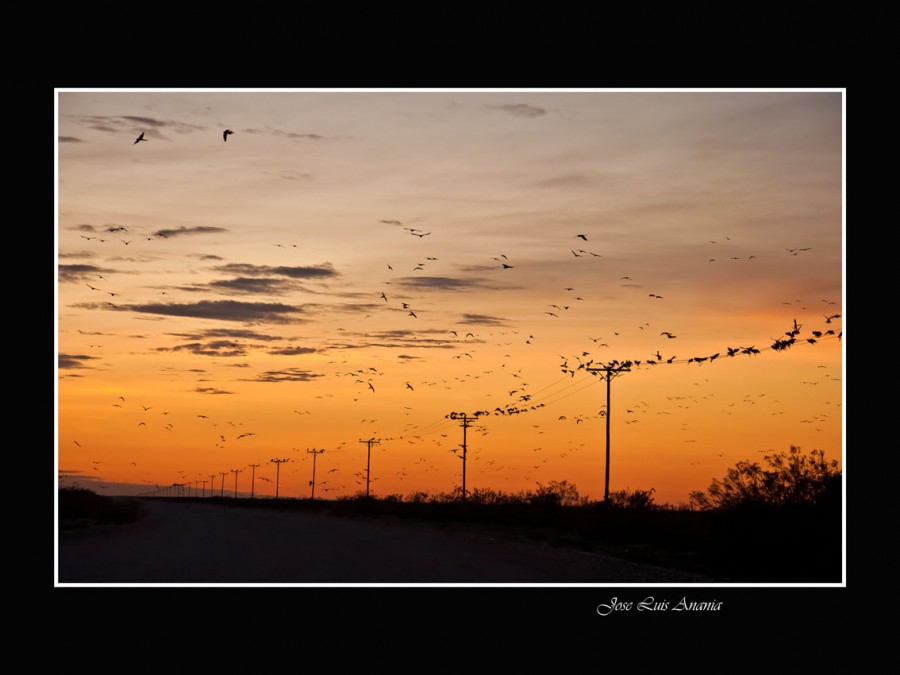 "100 Loros barranqueros" de Jose Luis Anania