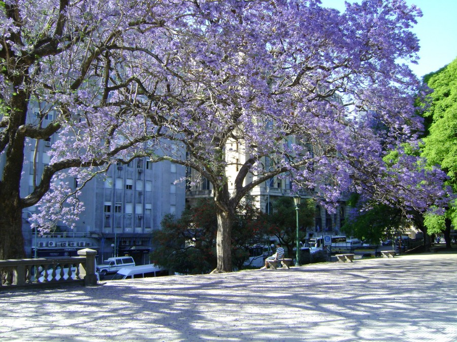 "Violeta jacaranda" de Guillermo Toso Stolbizer