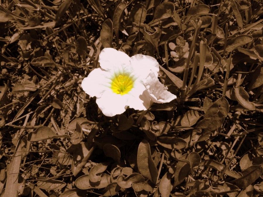 "Amarillo corazon" de Guillermo Toso Stolbizer