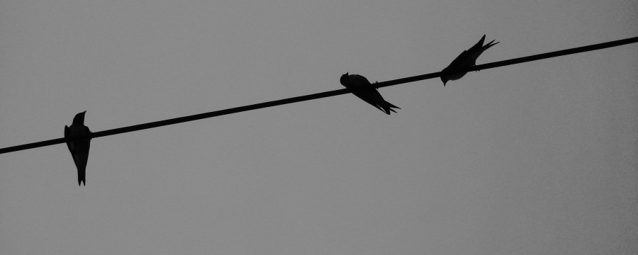 "Tres pajaros" de Guillermo Toso Stolbizer