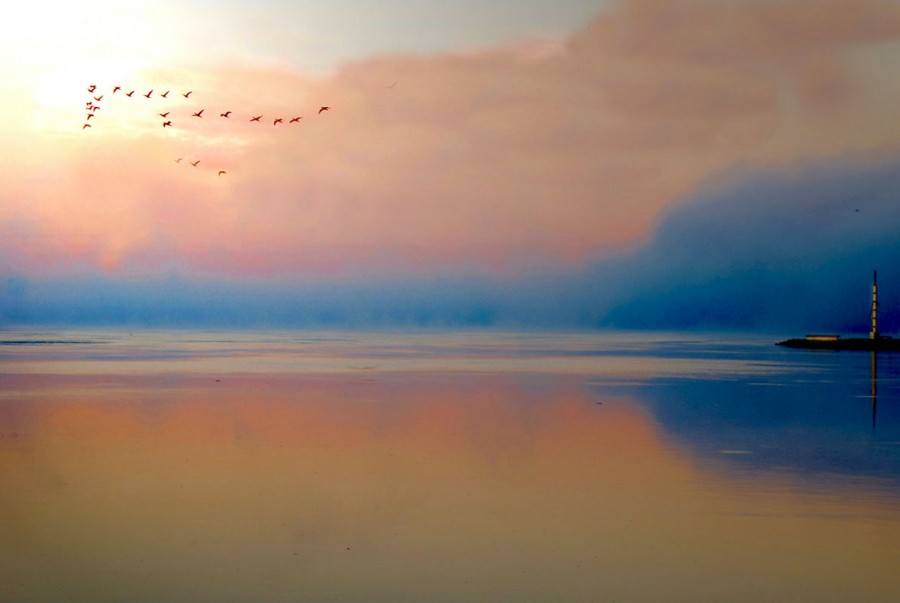 "`El vuelo de la Paz`" de Cristian Francolini