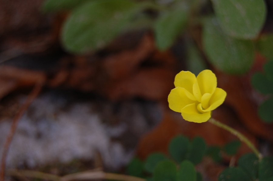 "Flor silvestre...." de Romina Esponda