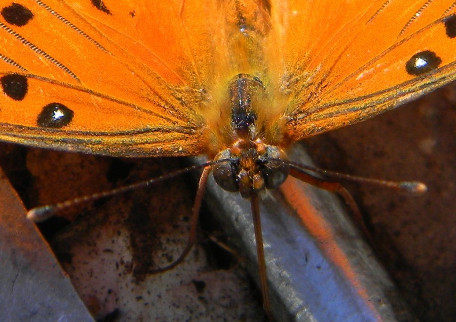 "mariposa" de Mercedes Orden