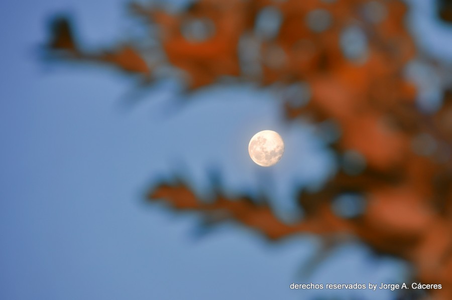 "` luna de otoo , maanera`" de Jorge A. Cceres