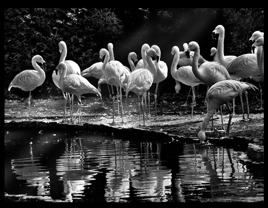 "Cisnes- Dedicada a ROMINA" de Eli - Elisabet Ferrari