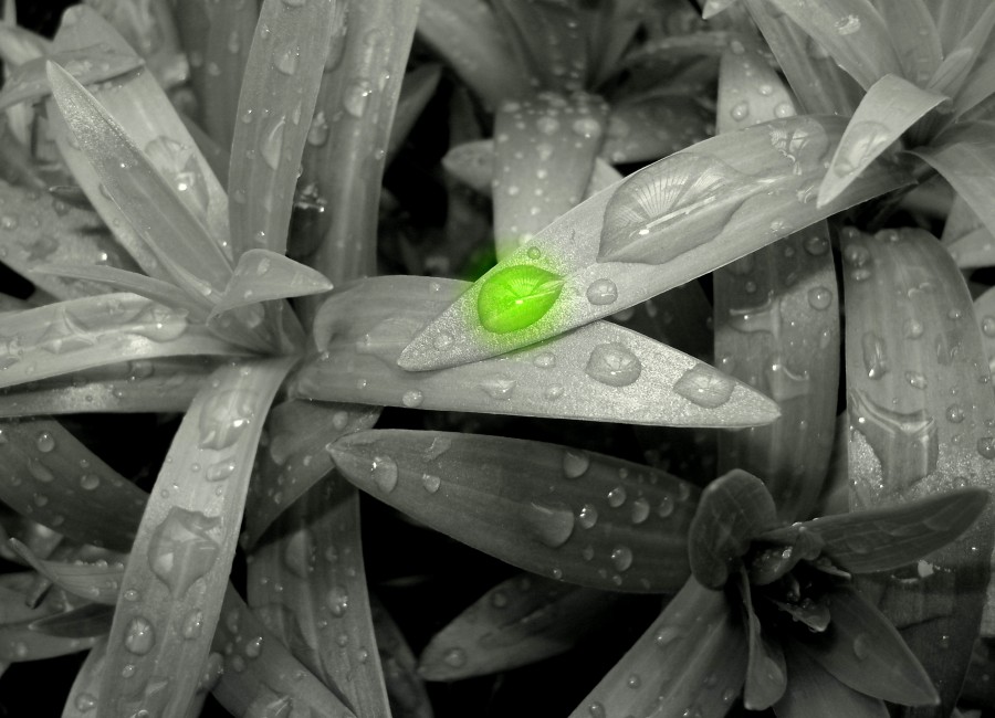 "Gota verde" de Guillermo Toso Stolbizer