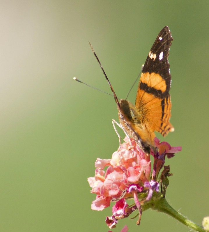 "mariposa y lantana" de Edith Polverini