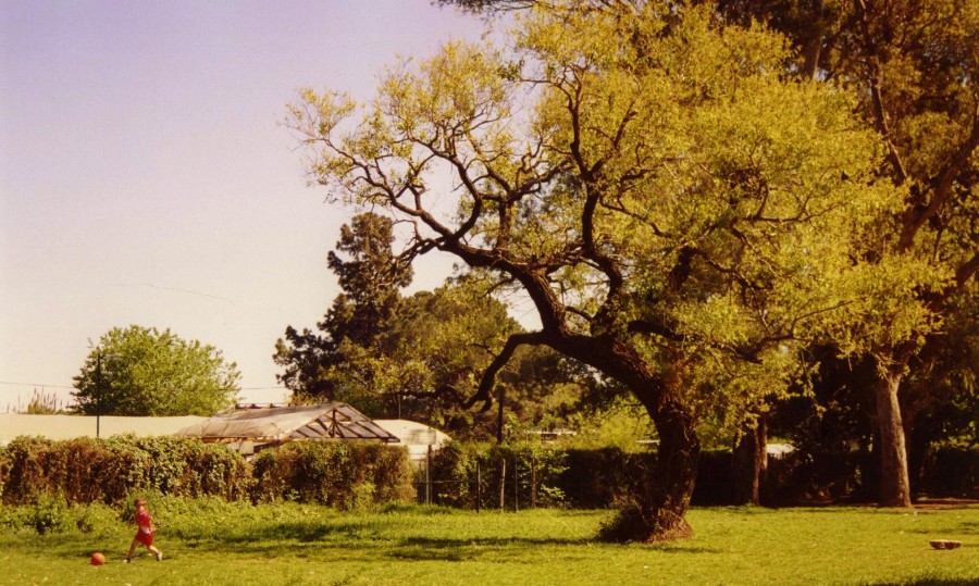 "Arbol y nio: Combinacion perfecta" de Guillermo Toso Stolbizer