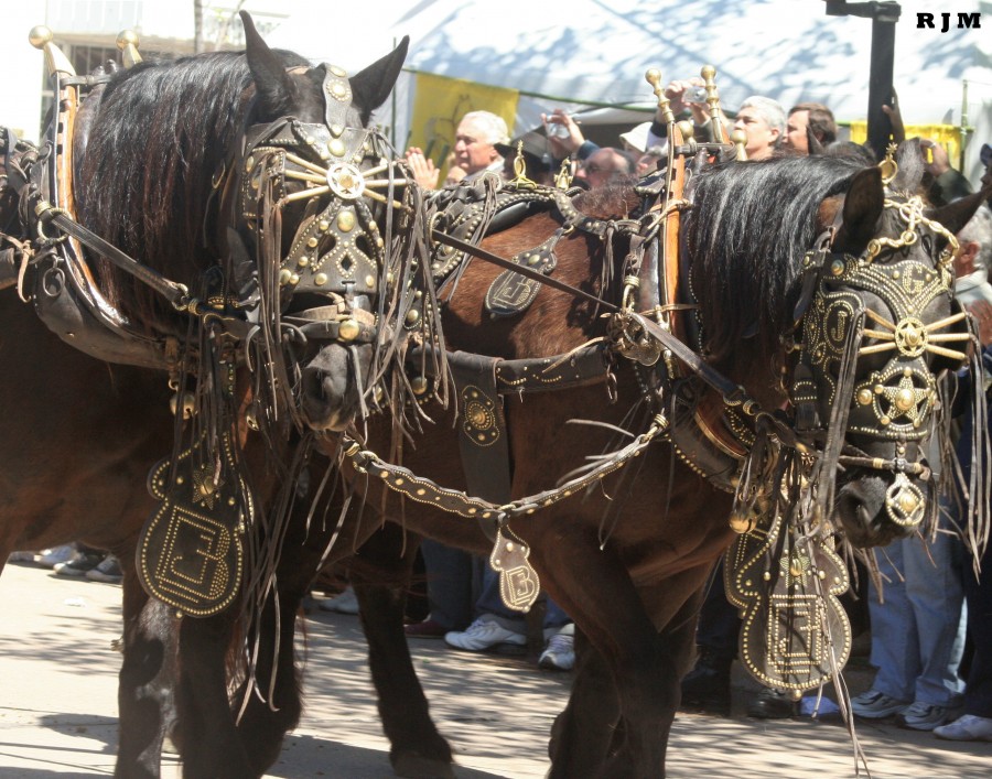 "lindos caballos linda montura" de Roberto J Marina