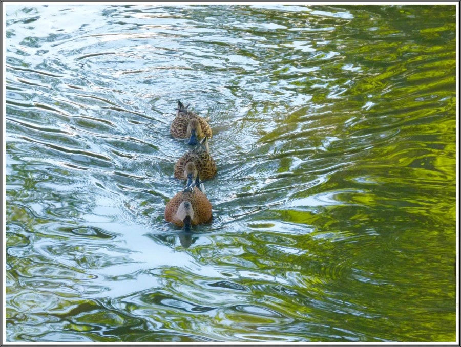 "los Patitos" de Carlos Dichiara