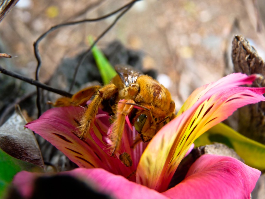 "Abeja madre" de Eduardo Rojas