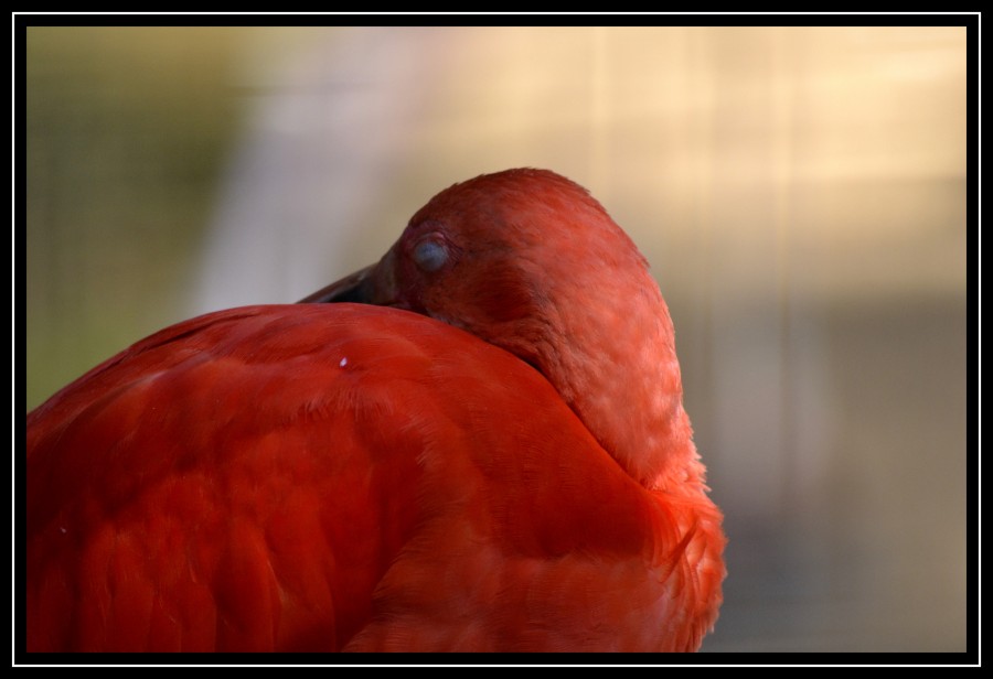 "Flamingo" de Gaston E. Polese