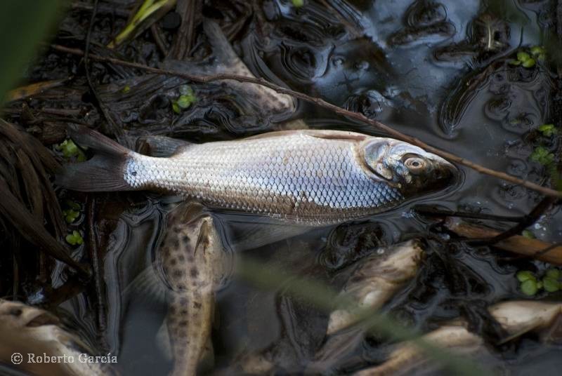 "Mortandad de peces..." de Roberto Garcia