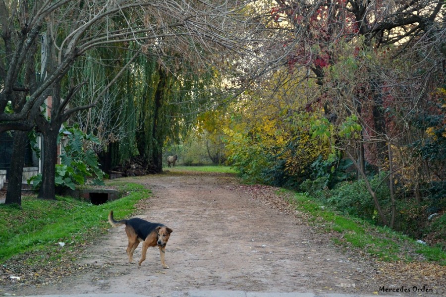 "Lobos, lindo lugar!!!" de Mercedes Orden