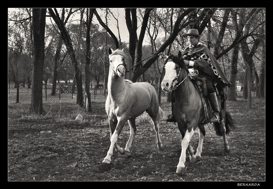 "Criollos" de Bernarda Ballesteros