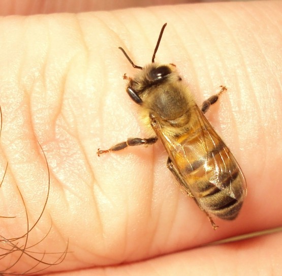 "Abeja en mi dedo" de Miguel Angel Mogaburu