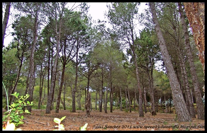 "El bosque" de Javier Sanchez