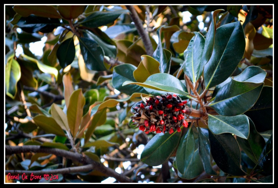 "Fruto de la magnolia" de Daniel De Bona