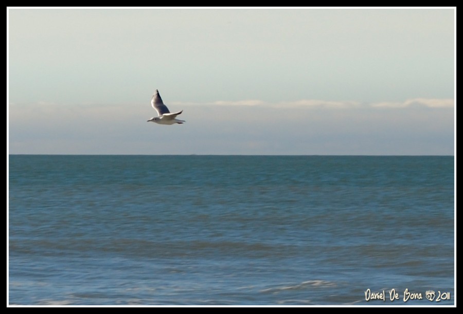 "La gaviota" de Daniel De Bona